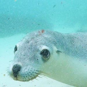 Meet your Posher, Joy